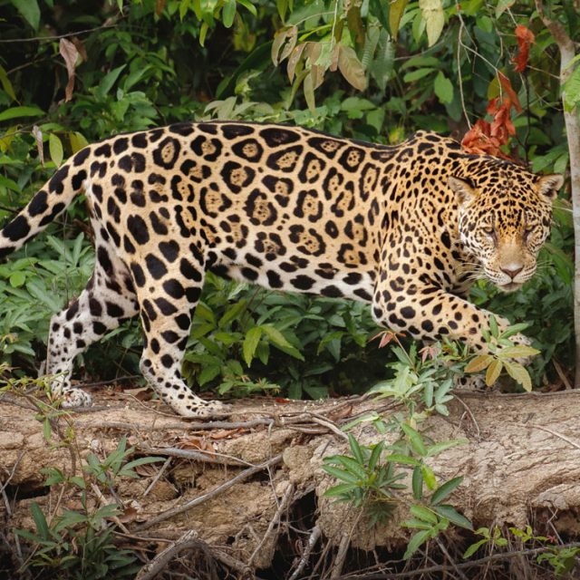 jaguar noticia huila colombia