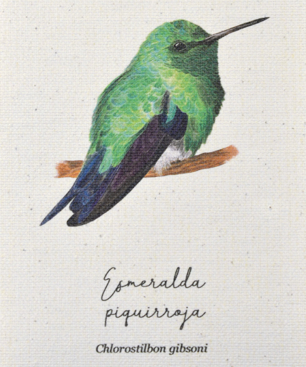 mini hanger, colibris de colombia, a vuelo de pajaro