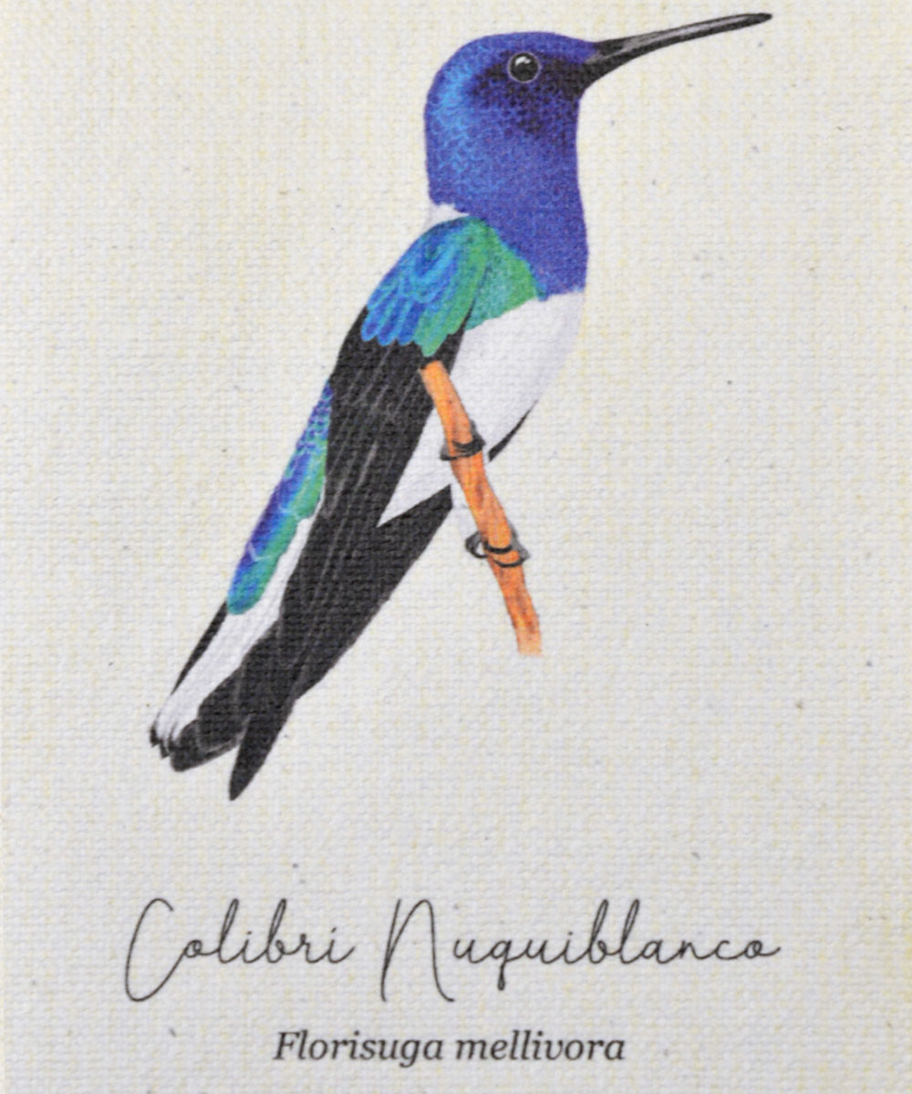 mini hanger, colibris de colombia, a vuelo de pajaro