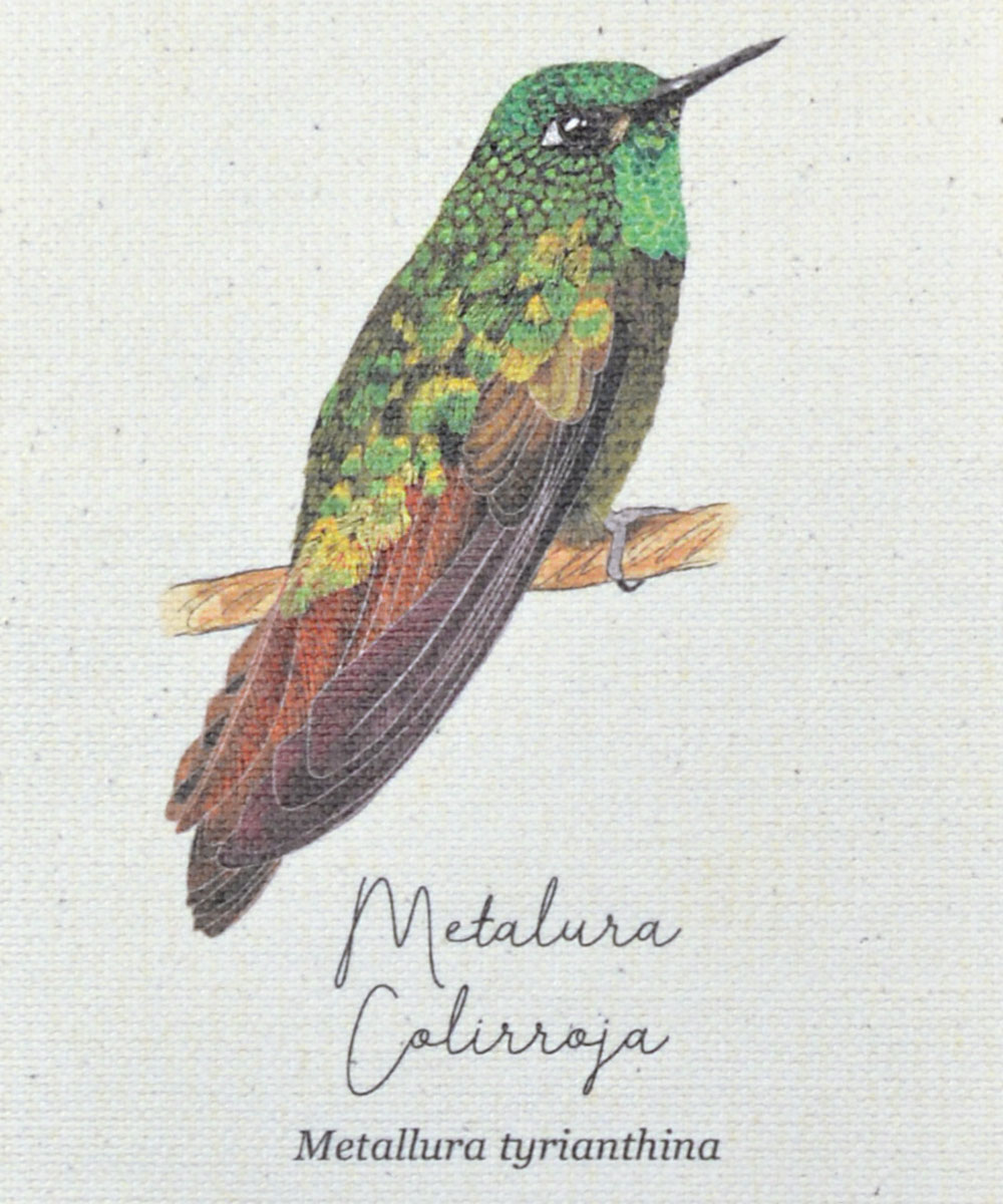 mini hanger, colibris de colombia, a vuelo de pajaro