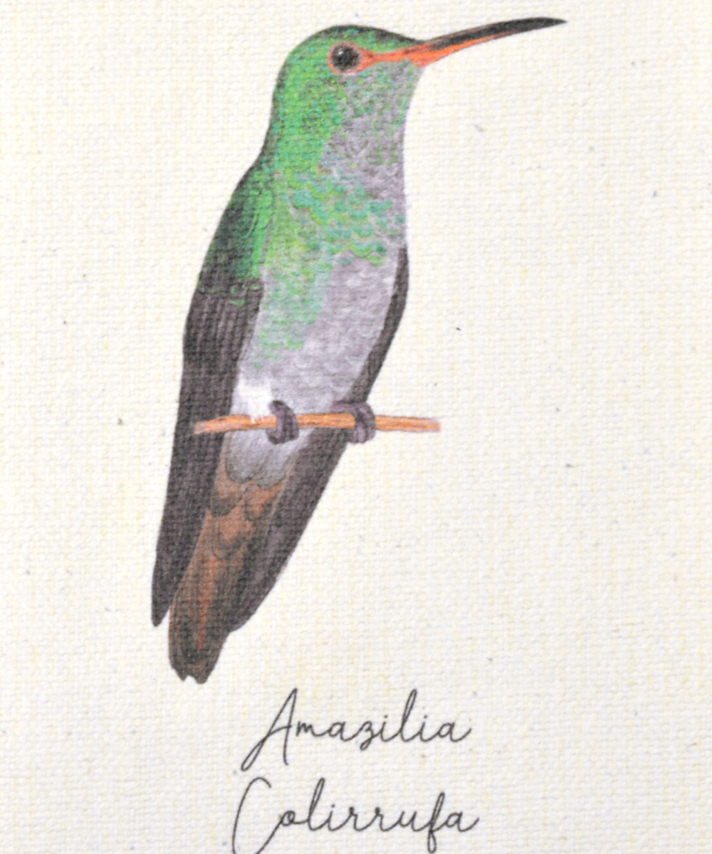 mini hanger, colibris de colombia, a vuelo de pajaro