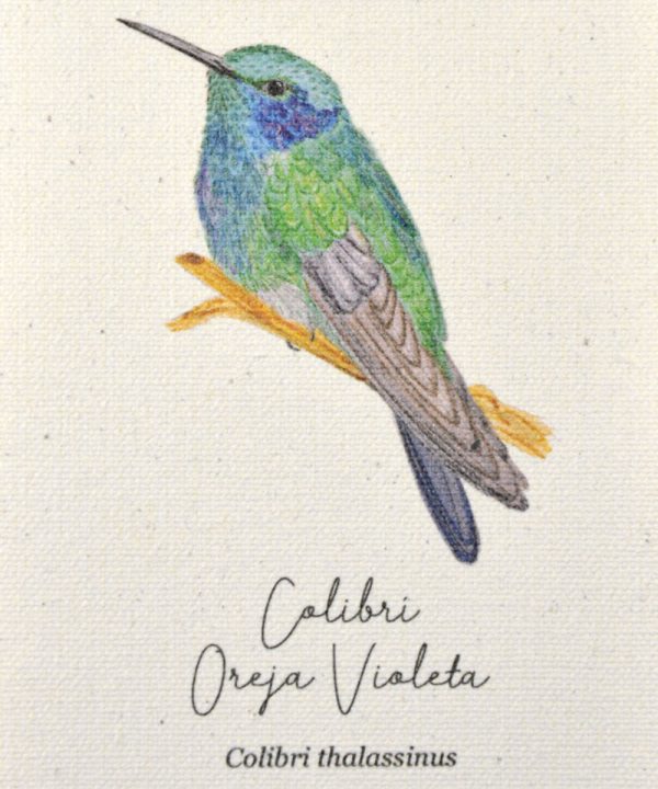 Mini hanger Colibrí Oreja Violeta - Imagen 2