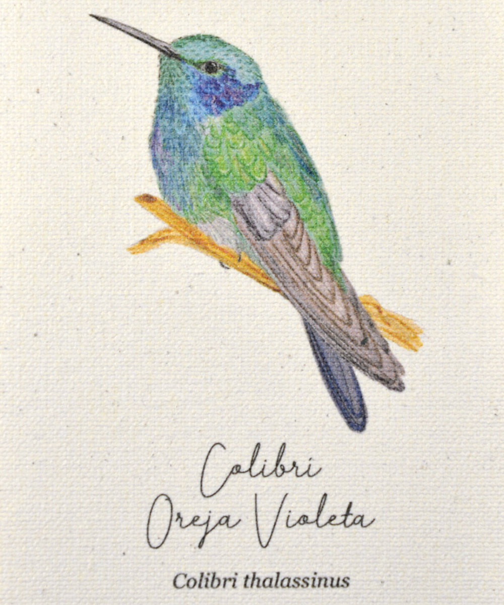 mini hanger, colibris de colombia, a vuelo de pajaro