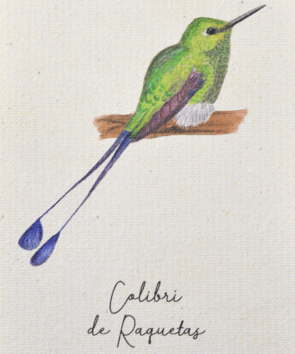 mini hanger, colibris de colombia, a vuelo de pajaro