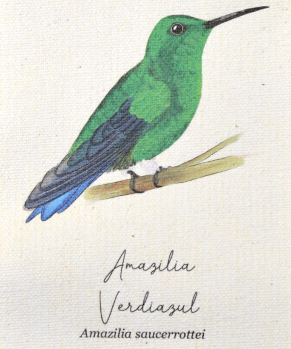Mini hanger Colibrí Amazilia Verdiazul - Imagen 2