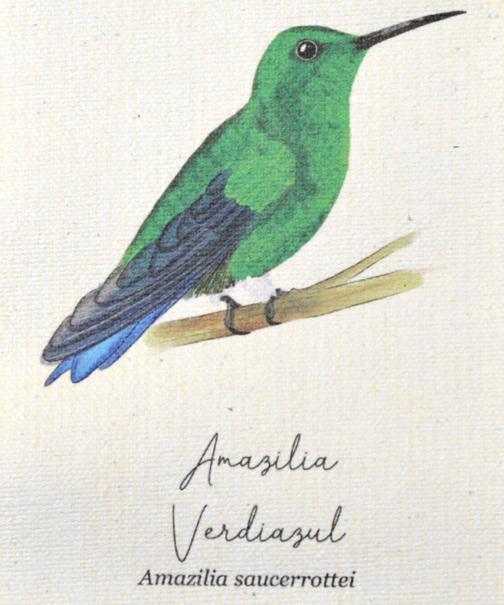 mini hanger, colibris de colombia, a vuelo de pajaro