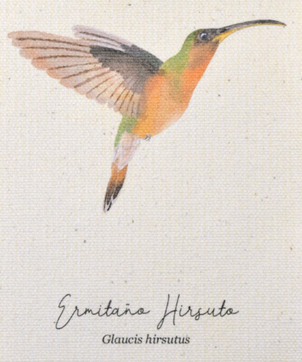 Mini hanger Colibrí Ermitaño hirsuto - Imagen 2
