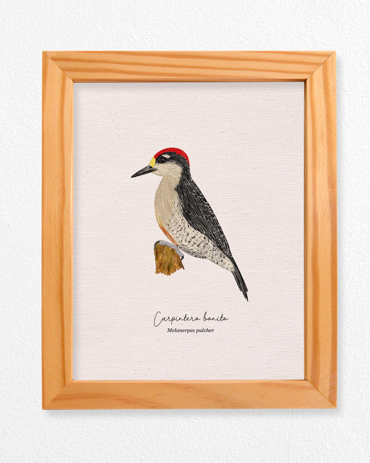 Carpintero ave colombia aves de colombia cuadros regalos souvenirs colombianos Colombia arte artesanías mapas postales decoracion