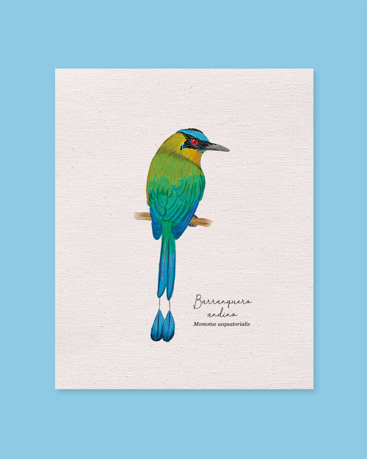 Barranquero ave colombia aves de colombia cuadros regalos souvenirs colombianos Colombia arte artesanías mapas postales decoracion