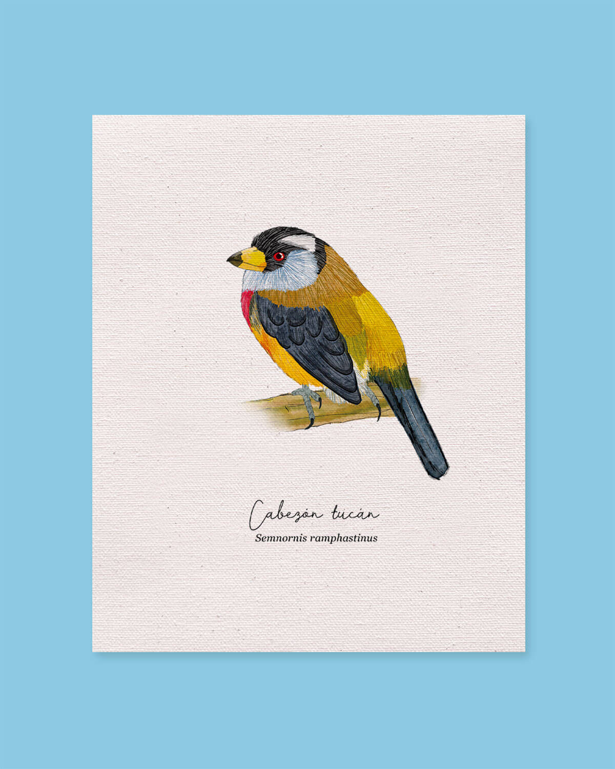 Cabezon Tucan ave colombia aves de colombia cuadros regalos souvenirs colombianos Colombia arte artesanías mapas postales decoracion