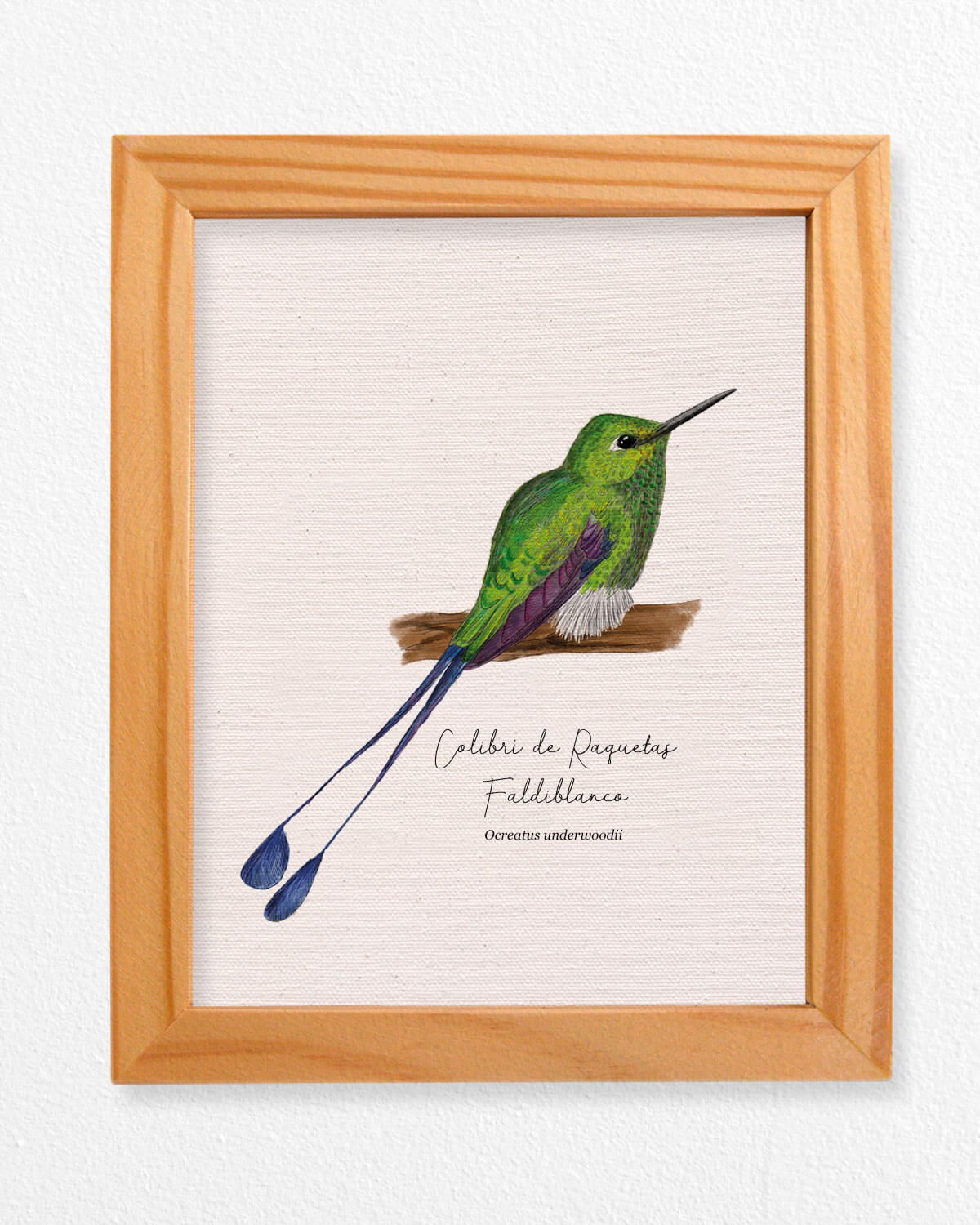 Colibri De Raquetas ave colombia aves de colombia cuadros regalos souvenirs colombianos Colombia arte artesanías mapas postales decoracion