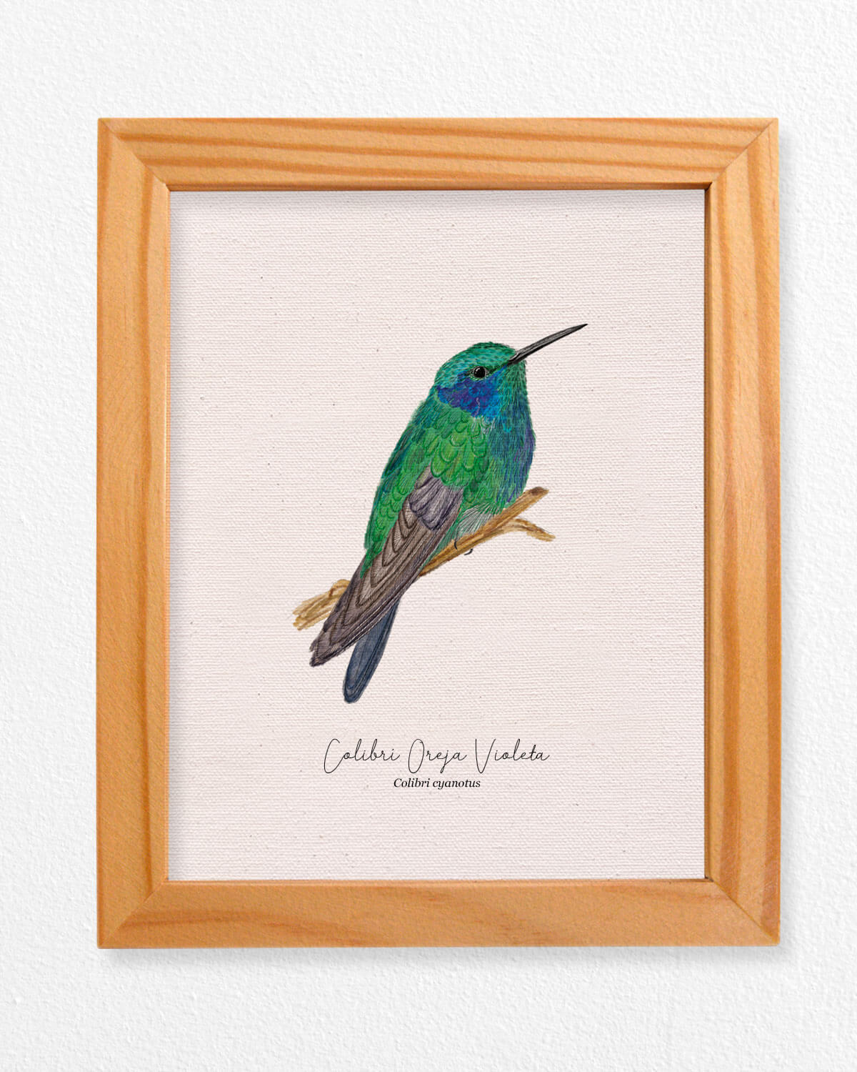 Colibri Oreja Violeta ave colombia aves de colombia cuadros regalos souvenirs colombianos Colombia arte artesanías mapas postales decoracion