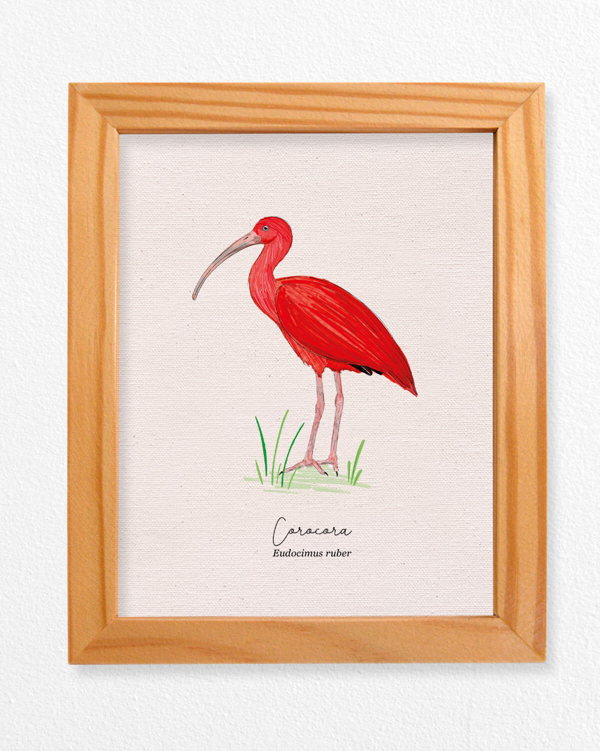 Coracora ave colombia aves de colombia cuadros regalos souvenirs colombianos Colombia arte artesanías mapas postales decoracion