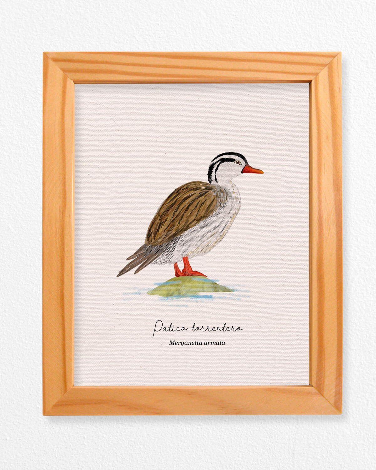 Patico ave colombia aves de colombia cuadros regalos souvenirs colombianos Colombia arte artesanías mapas postales decoracion