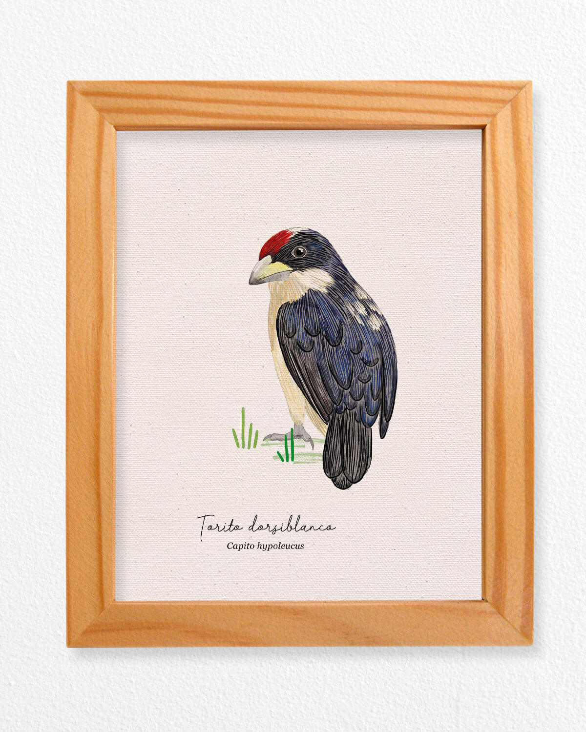 Torito ave colombia aves de colombia cuadros regalos souvenirs colombianos Colombia arte artesanías mapas postales