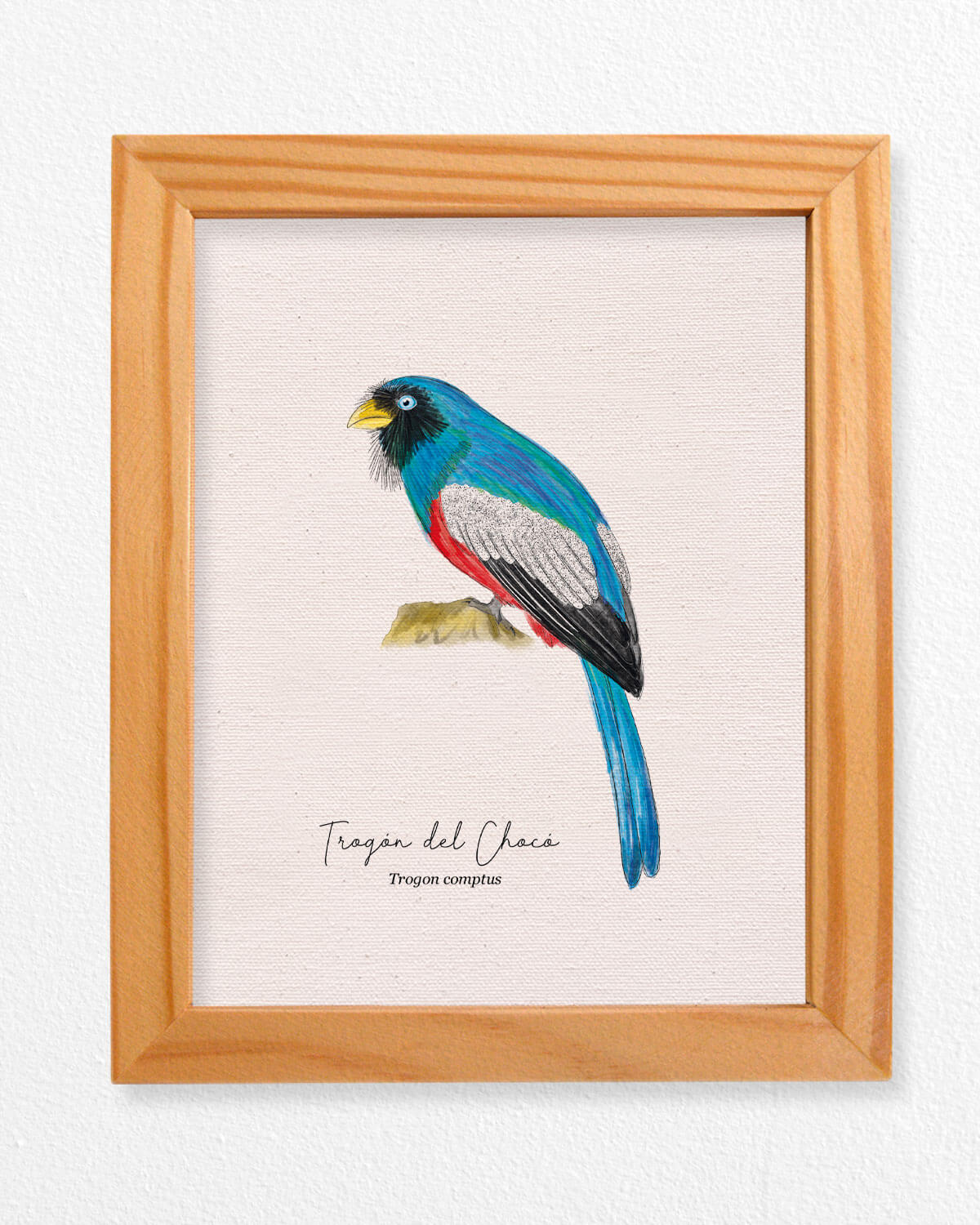 Trogon ave colombia aves de colombia cuadros regalos souvenirs colombianos Colombia arte artesanías mapas postales