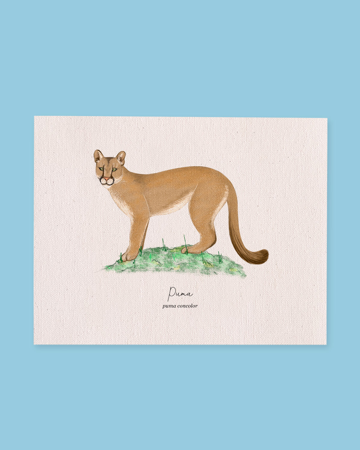 Puma (puma concolor)