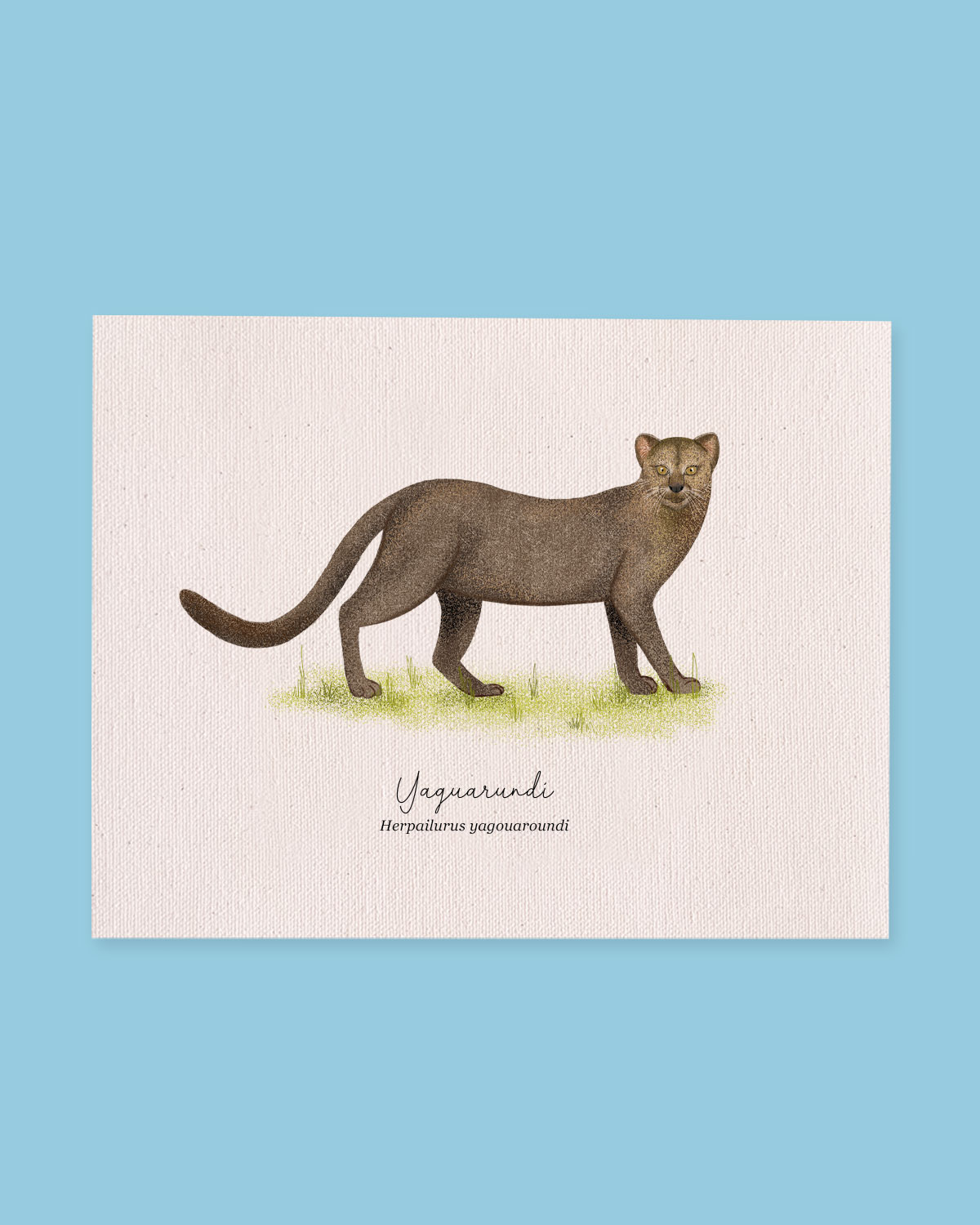 Yaguarundi (Puma yagouaroundi)