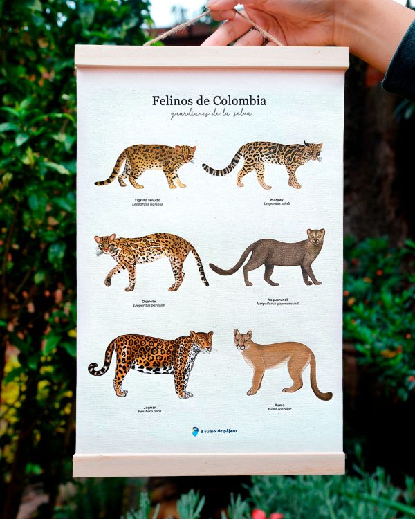 Felinos de Colombia