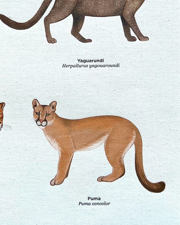 Felinos de Colombia - Imagen 2