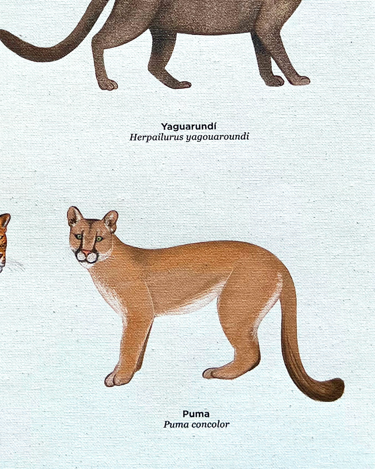 Felinos colombia ilustracion jaguar