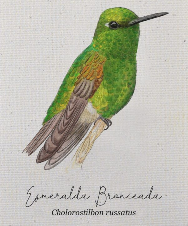 Mini hanger Colibrí Esmeralda bronceada - Imagen 2
