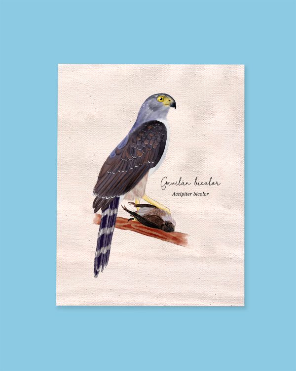 Gavilan bicolor - Imagen 3