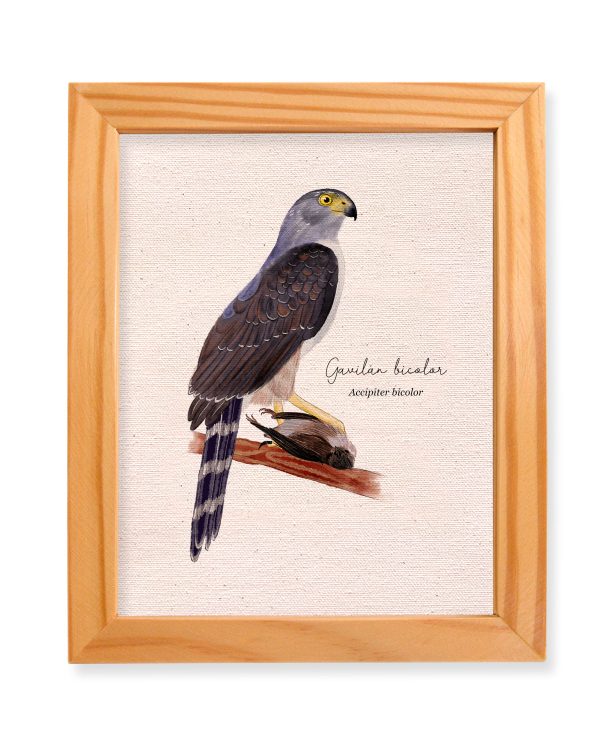 Gavilan bicolor