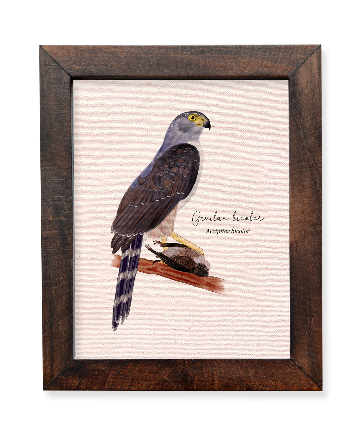 Gavilan bicolor, accipiter bicolor, aves de colombia