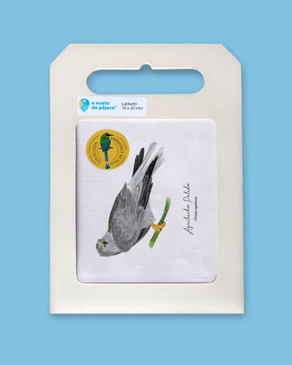 aguilucho palido - Imagen 4