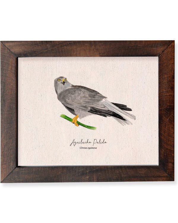 aguilucho palido - Imagen 2