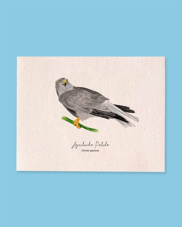aguilucho palido - Imagen 3
