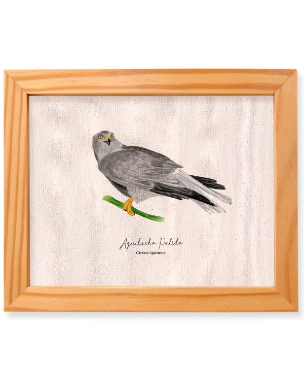 aguilucho palido