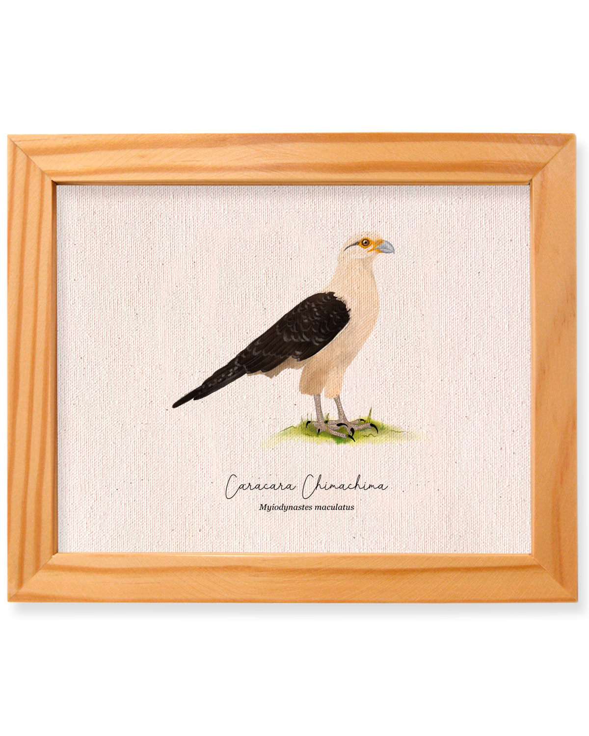 caracara chimachima, Milvago chimachima