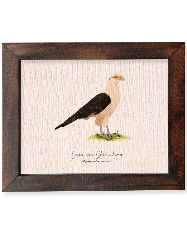 Caracara Chimachima - Imagen 3