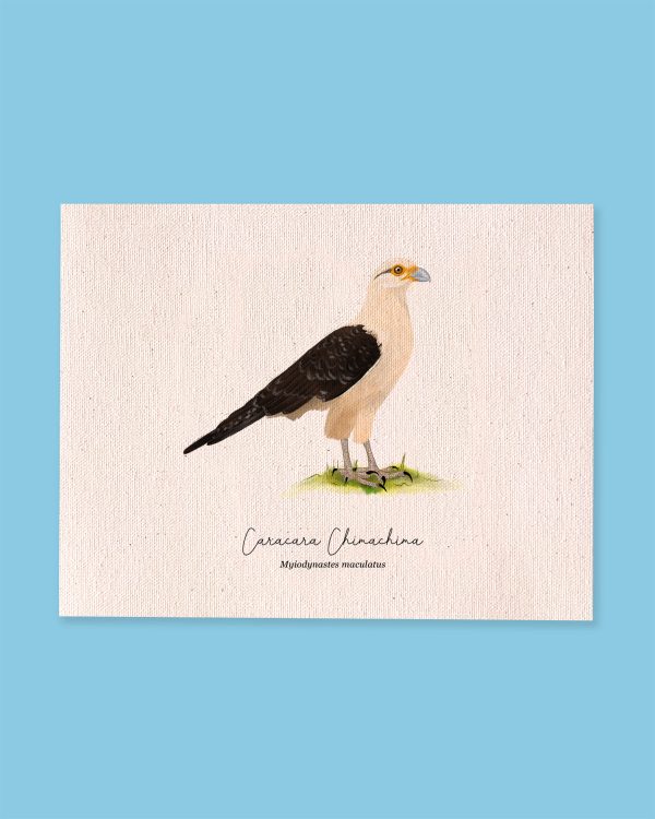 Caracara Chimachima