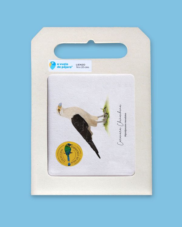 Caracara Chimachima - Imagen 4