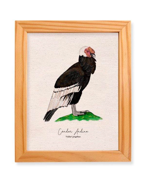Cóndor Andino - Imagen 2