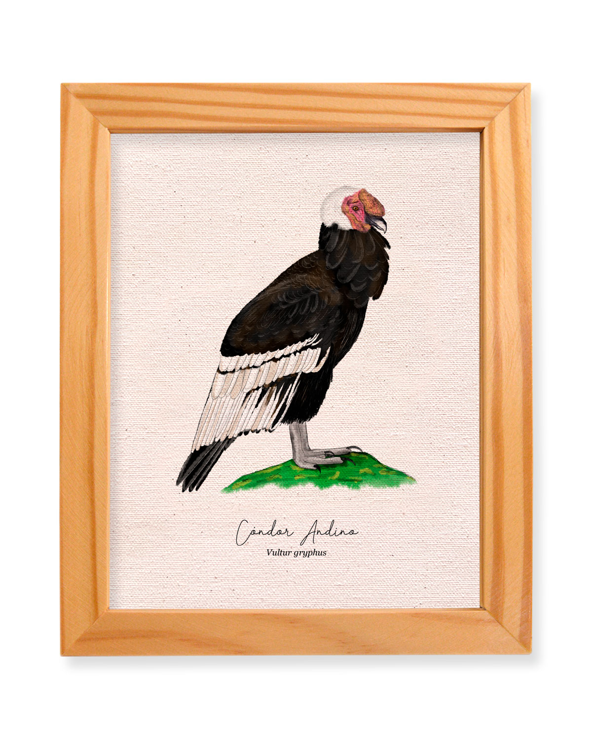 condor andino, Vultur gryphus