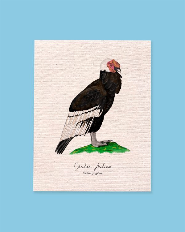 Cóndor Andino - Imagen 4