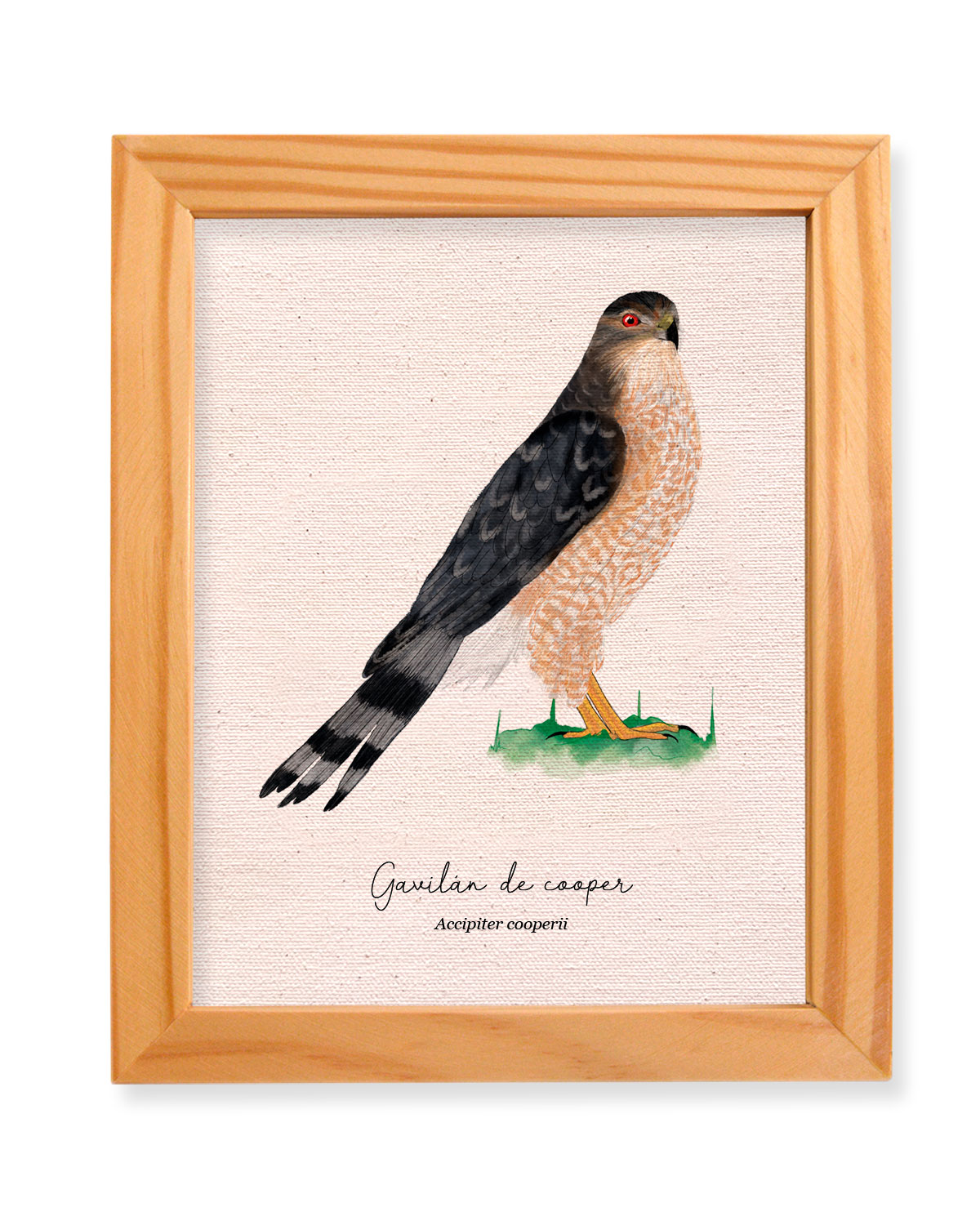 gavilan de cooper, acippiter copperi, aves de colombia