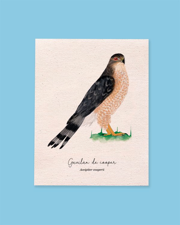 Gavilán de Cooper - Imagen 4