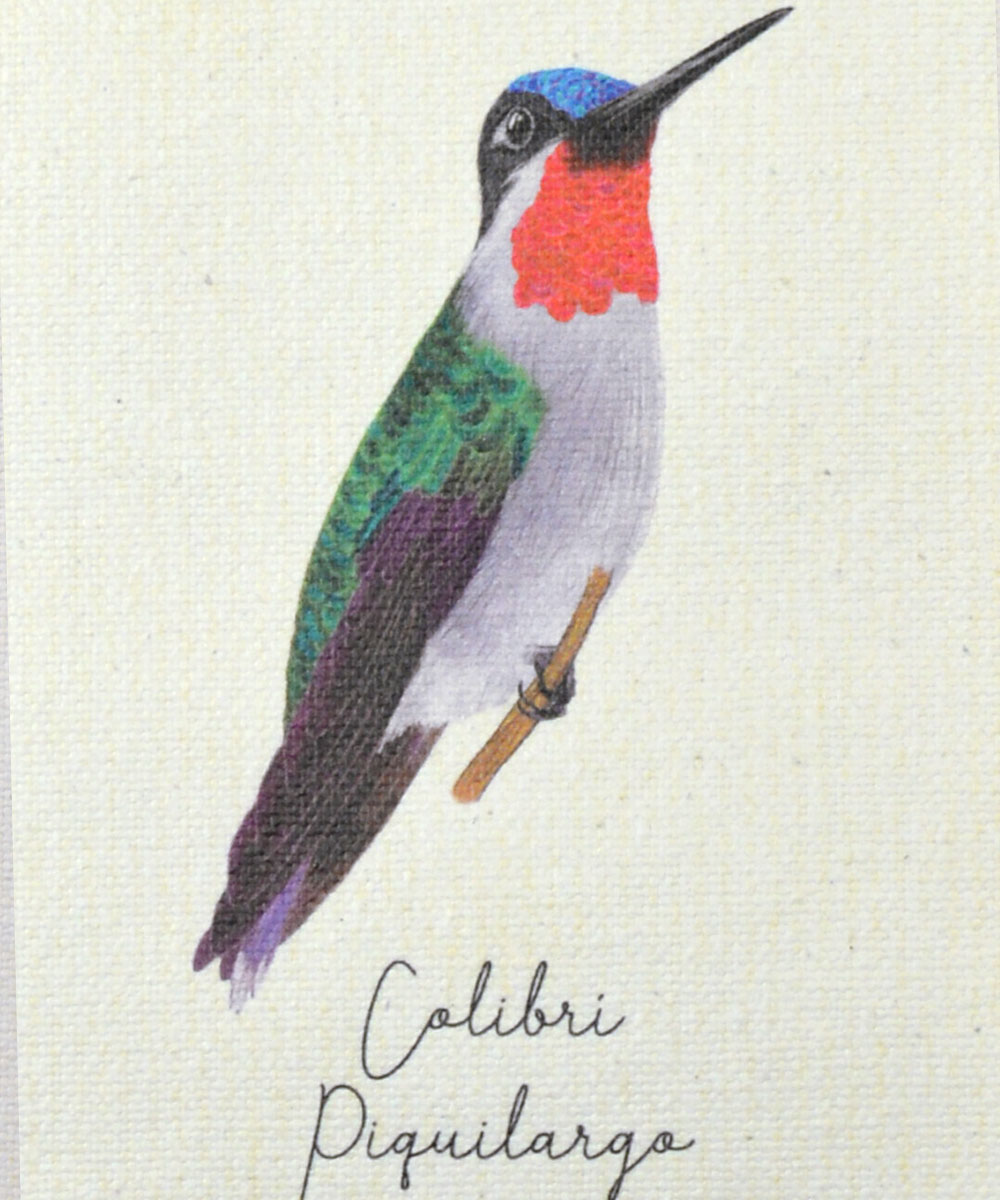 mini hanger, colibris de colombia, a vuelo de pajaro